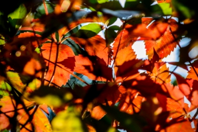 Der Sommer geht, der Herbst kommt